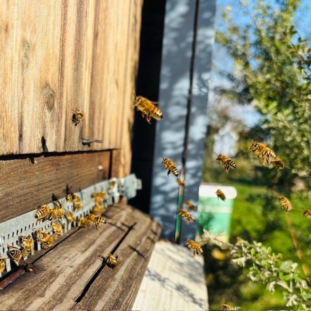 Bienen fliegen um einen Bienenstock in einer sonnigen Gartenumgebung.