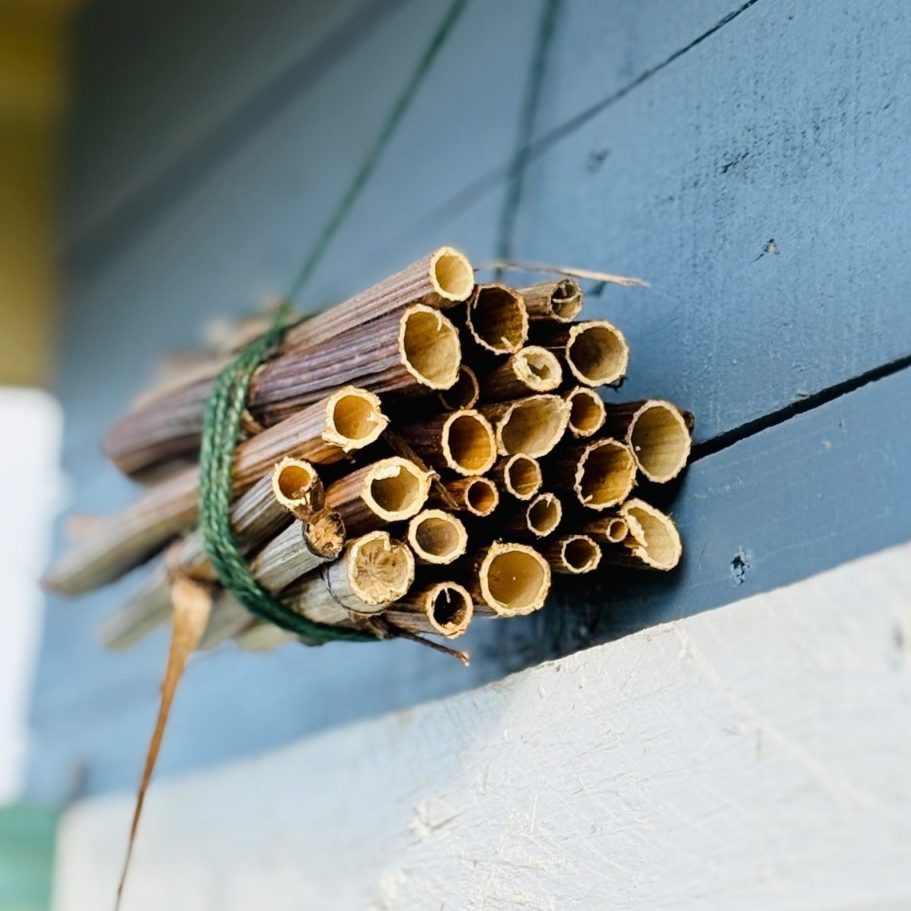 Ein Bund aus dünnen, hohlen Ästen, zusammengebunden und an einer Wand befestigt.
