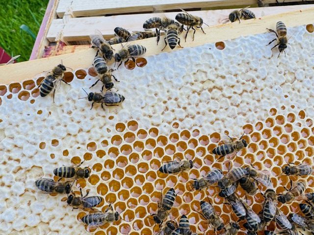 Bienen auf einer Honigwabe mit Sechseckzellen.