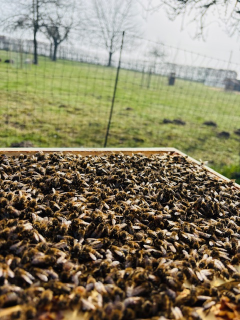 Nahaufnahme von Bienen auf einer Wabe, im Hintergrund eine grüne Wiese.