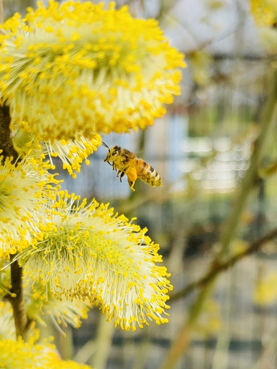 Eine Biene fliegt um gelbe, blühende Weidenkätzchen.