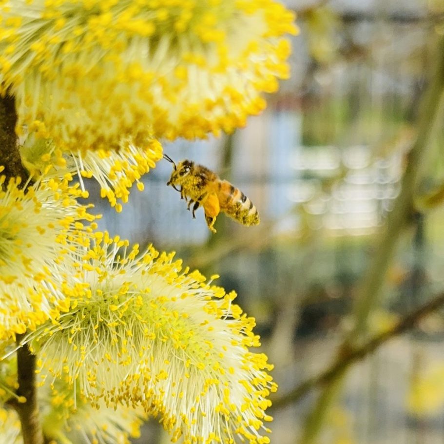 Nähere Ansicht von Bienen in einem Bienenstock, einschließlich einer Königin.