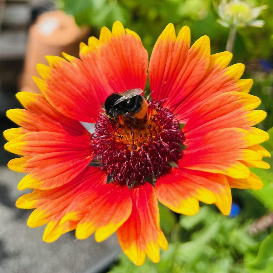 Mann beobachtet Bienenstöcke in einem Garten mit Pflanzen im Hintergrund.