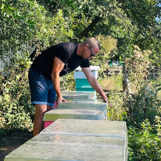Mann beobachtet Bienenstöcke in einem Garten mit Pflanzen im Hintergrund.