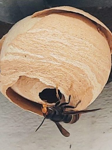 Vespa Velutina vor ihrem Nest, das aus papierähnlichem Material besteht.