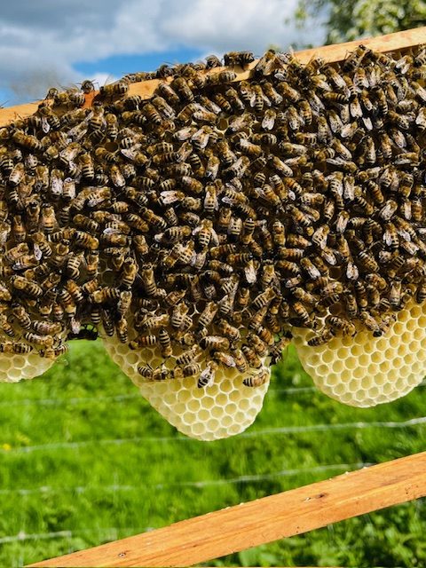 Ein Bienenstock mit vielen Bienen und Waben, umgeben von grüner Landschaft.