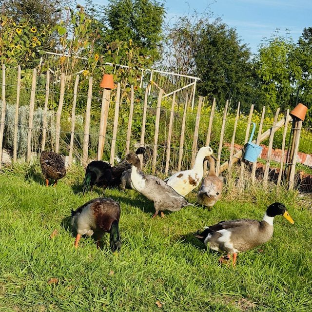 Gruppe von Enten auf einer Wiese, umgeben von einem Holzzaun und Bäumen.