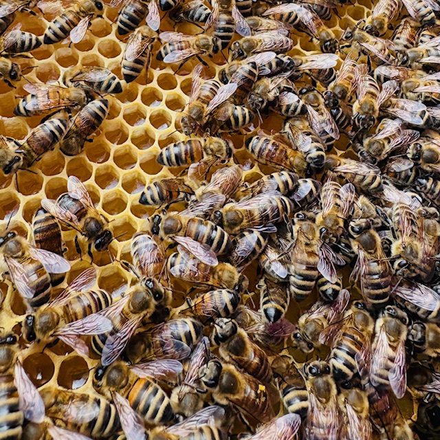 Bienen auf einer Wabenstruktur, einige Arbeiterbienen und eine Königin.