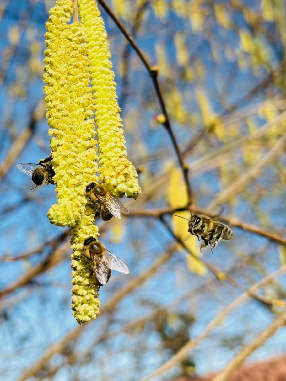 Bienen sammeln Nektar an einer gelben Kätzchenblüte vor blauem Himmel.