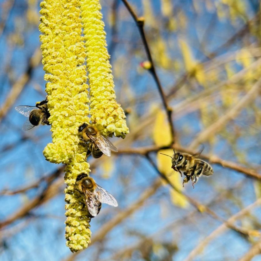 Gelbe Hasel mit Bienen, die Nektar sammeln, vor blauem Himmel.