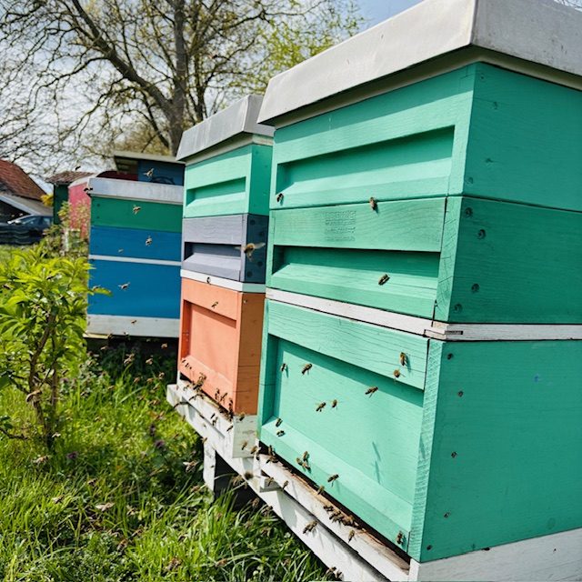 Bunte Bienenstöcke stehen in einer grünen Wiese unter blauem Himmel.