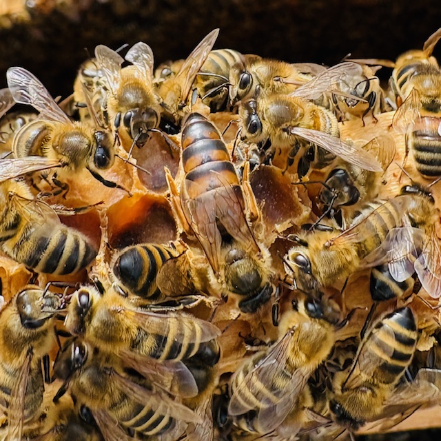 Eine Gruppe von Bienen, einschließlich einer Königin, in einem Bienenstock.