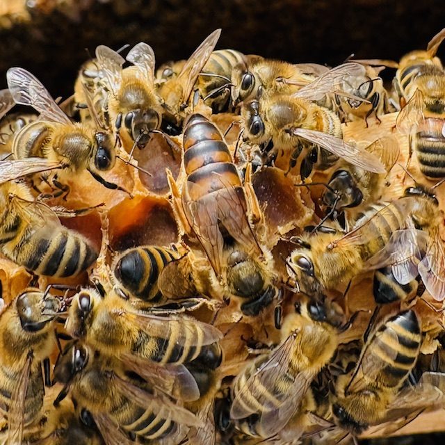 Nähere Ansicht von Bienen in einem Bienenstock, einschließlich einer Königin.