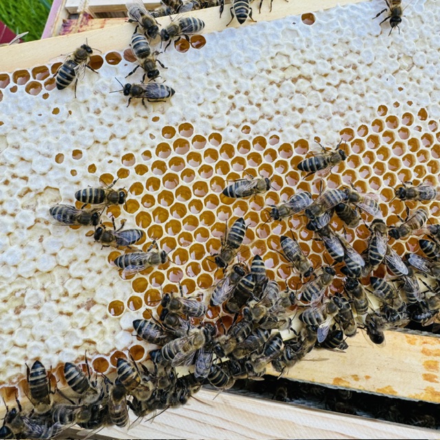 Bienen sammeln Honig auf einer Wabe mit vielen hexagonalen Zellen.