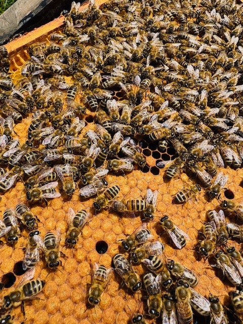 Bienen auf einer Wabenplatte, viele arbeiten geschäftig zusammen.