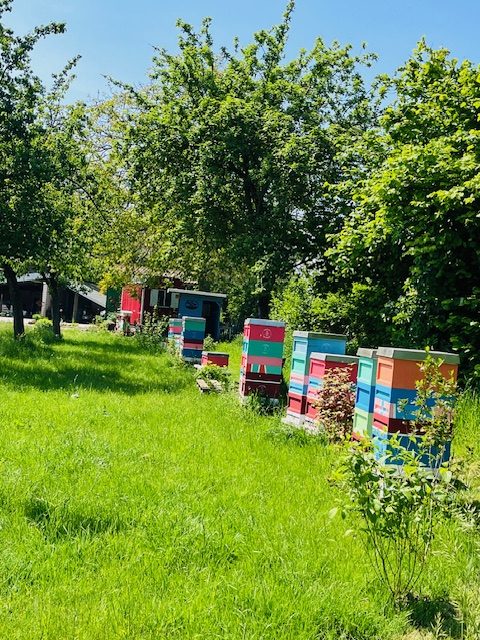Bunte Bienenstöcke stehen in einer grünen Wiese, umgeben von Bäumen.