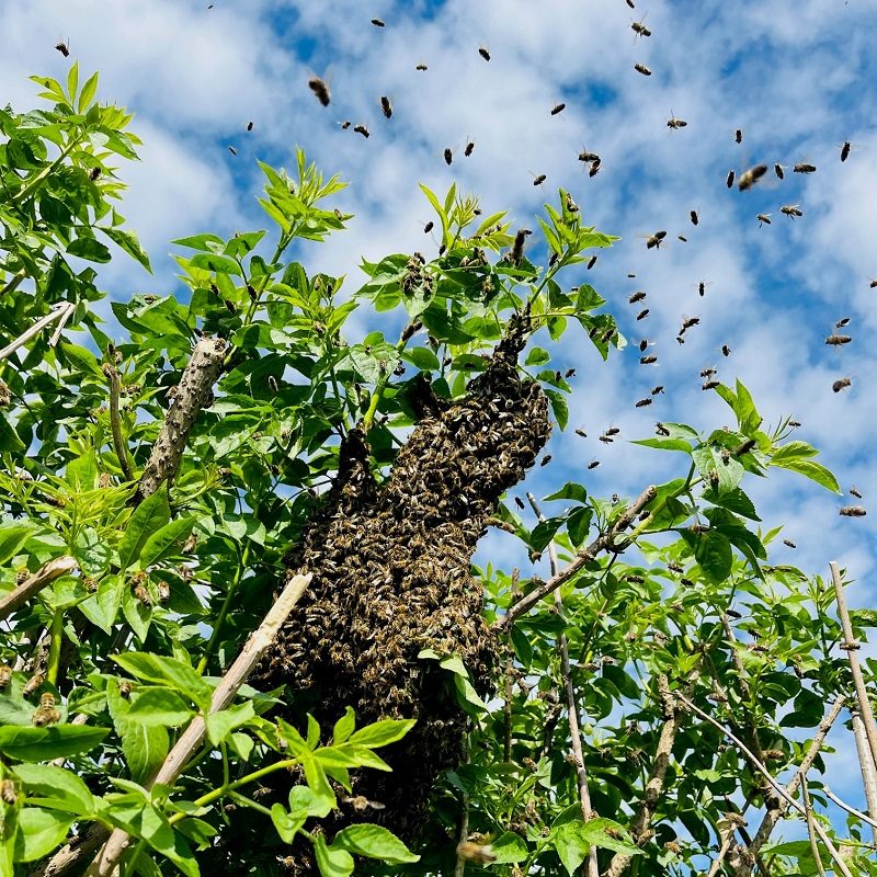 Bienen schwärmen von einem Baum, umgeben von grünem Laub und blauem Himmel.