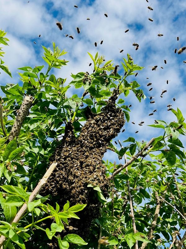 Ein Bienenschwarm in einem Baum mit vielen fliegenden Bienen um ihn herum.