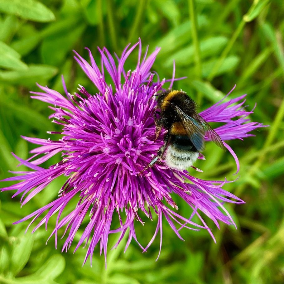 Eine Biene sitzt auf einer violetten Blüte.