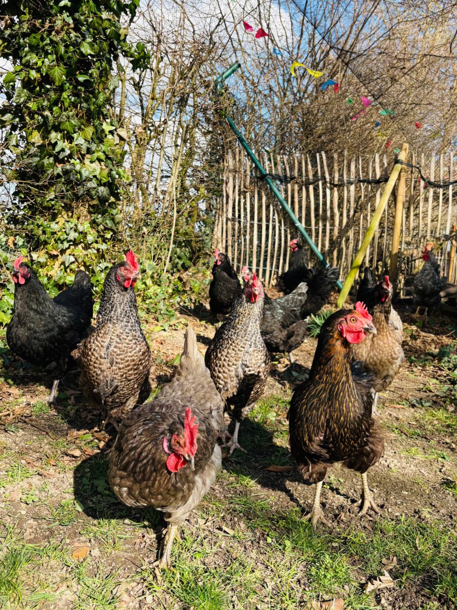 Eine Gruppe von Hühnern in einem Garten mit bunten Dekorationen im Hintergrund.
