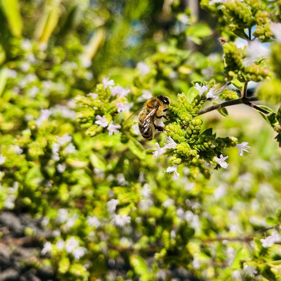 Biene sitzt auf blühendem Pflanzenzweig mit kleinen weißen Blüten.