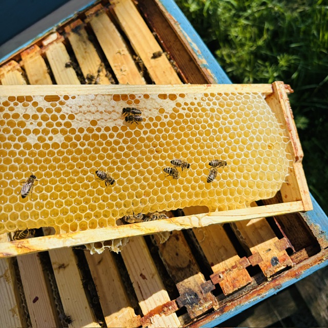 Honigwabe mit Bienen, die auf den Waben sitzen und Arbeiten verrichten.